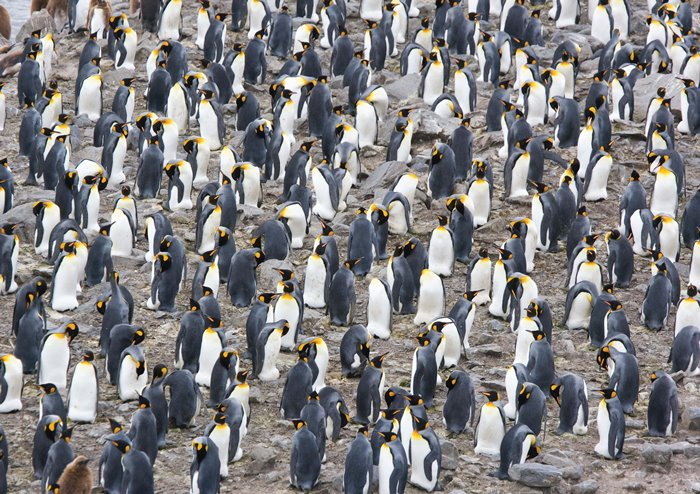 Casse-tête - KING PENGUIN COLONY - MA-3521