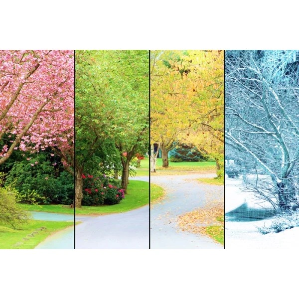 Casse-tête - FOUR SEASONS TREE - MA-3534