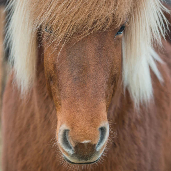 Casse-tête MINI - Q4-11 (66 PCES) ANIMAL SERIE (Poney)
