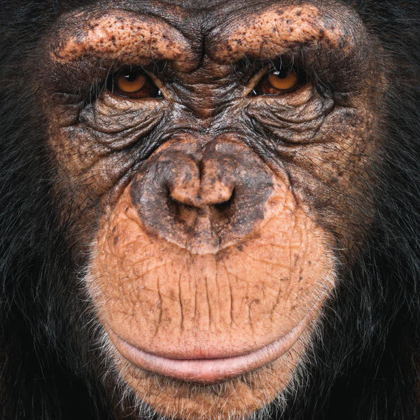 Casse-tête MINI - Q4-8 (66 PCES) ANIMAL SERIE (Chimpanzé)